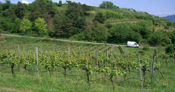 Weingarten 3 © Stift Mattsee