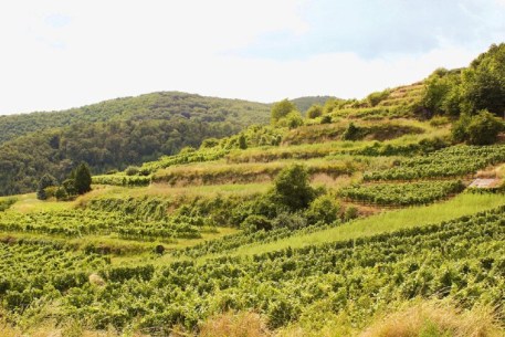 Weingarten 2 © Stift Mattsee