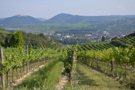 Blick vom Weingarten des Stiftes auf Mautern. Links im Hintergrund das Stift Göttweig. © Stift Mattsee