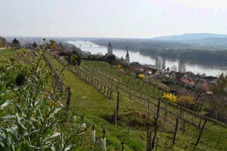 RIEDE HINTERS KIRCHL m. Blick auf  STEIN b. Krems a.d. Donau , erstmals urkundl. 1072 erwähnt. // Frauenbergkirche vom 14 J.Hdt., nun Denkmal d. Gefallenen beider Weltkriege, oberhalb der> // Pfarrkirche Hl.Nikolaus seit 1263 // (Minoritenkirche seit 1264, Ordensgründer hl.Franziskus - Heute Klangraum Krems // 1614 - Kapuziner gründeten Kloster UND -heute Stadtgrenze). // 1938 an Krems angeschlossen // 1144 erstmal erwähnt als landesfürstl. ZOLLSTÄTTE // 12 J.Hdt. bestanden schon mehrere klösterl. LESEHÖFE bayr. u. österr. // 1263-Große PASSAUERHOF Zehenthof, für Bischof v.Passau // 1083- GÖTTWEIGERHOF vom STIFT d. Benediktiner, über 300 Bauern lieferten dort ihren Zehent u. Abgaben von 79 Ortschaften ab, Hofkapelle besteht noch, im 19 J.Hdt. verkauft, Wohnungen // 15-16 J.Hdt. Höhepunkt als Handelsstadt-Salz Monopol, Wein nach Bayern u. Oberdeutschland, usw. // 1645 im 30jährigen Krieg, Belagerung von Schweden, Stadtburg beschädigt. // 1850 als Stadtgemeinde konstituiert // Martin Johann SCHMIDT (Kremser-Schmidt) 1718 geb. in Krems-, 1756- w Bürger von Stein, über 1000 Altar-u. Andachtsbilder noch erhalten, Göttweiger Deckengemälde über Stiege // Ludwig RITTER v. KÖCHEL -1800 geb.(Passauerhof), lebte im MAZETTIHAUS (palastartige Villa v. Bgm. Jakob v. Mayreck) und verfasste von MOZART die weltberühmten Noten u. Requiem -im KÖCHELVERZEICHNIS-KV626 // 1839-43 REDEMPTORISTINNENKLOSTER errichtet, seit 1848 Justizanstalt STEIN. // 6. April 1945 – MASSAKER von STEIN, 229 polit. Häftlinge hingerichtet, 61 auf Kremser Hasenjagd getötet. // 2000 Altstädte KREMS u. STEIN – zum UNESCO Weltkulturerbe ernannt.