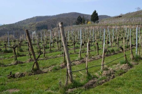 REBSTÖCKE im FEBRUAR, bereits geschnitten für die neue Wuchsperiode, ohne Grünarbeit.