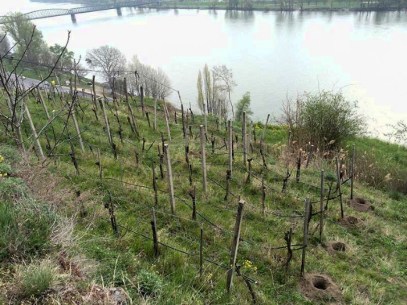 Eine steile Lage, Muschel-Kalk-Urgesteinsböden-Paragneis, bereits in der Wachau.