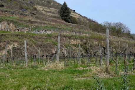 Terassenlagen mit Steinmauern, beste Voraussetzung für Qualität, Tag Wärmespeicher, abends kühl – Ideal für Aroma- u. Säurebildung im Wein.