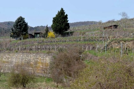 Mitten in den TERASSEN LAGEN, Steinmauern u. 3-5 Zeilen Rebstöcke per Riede u. Wirtschaftshütten