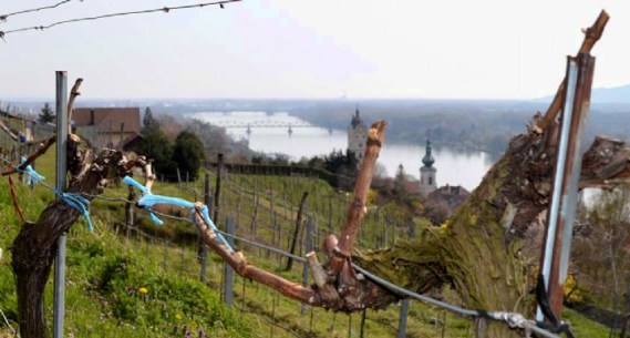 Rebstöcke geschnitten, bereit zum Austrieb mit 2-3 Augen, der Rebstock weint wenn Saft austritt.