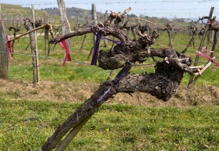 Rebstock in unterschiedlichsten Wachsformen, Kunst im Weingarten