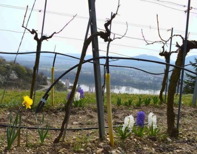 Eine Aussichtsidylle verschönert mit Blumen, vermutlich eine Winzerin am Werk