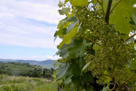 Der WEINSTOCK blüht, ein abgeblühtes Geschein, welches bereits Perlen ansetzt