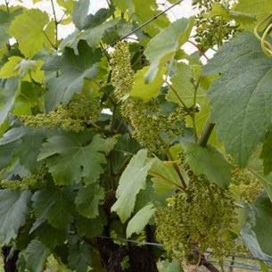 Die GESCHEINE entwickeln sich, hier sehen wir schon viele Perlen am Gerüst die heranreifen