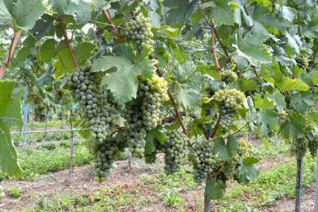 Wir sind schon im JULI, grüne Trauben frei vom Laub warum, Sonne, Wind schützen die Trauben vor zuviel Nässe – Fäulnissschutz, garantiert bessere Reifung.