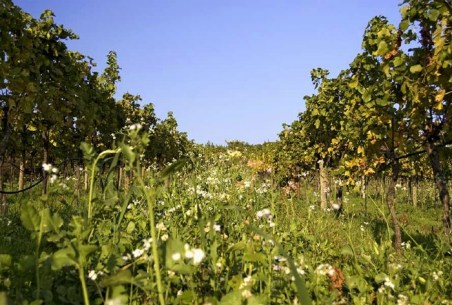 Zwischen den Rebzeilen, Blütenpracht ein Eldorado für die Fauna, zum Schutz der Trauben vor Parasiten und Unkraut, welches zuviel Nährstoff vom Boden raubt