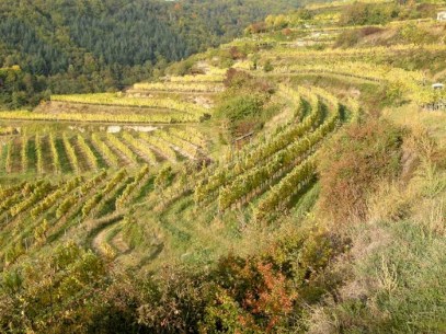 MITTENDRIN im Hang,- Terassenlagen, kleine Flächen, also sehr viel HANDWERK vom Winzer, Lesezeit steht bevor, herrliche Reifestimmung in den Blatt-Farben.