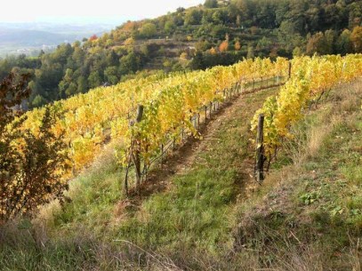 Goldig eingefärbte BLATTWAND, der Rebstöcke- Beginn der LESEZEIT u. das Wetter passt auch