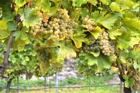 Grüner Veltliner vor dem LESEBEGINN, physiologische REIFE scheint erreicht, KMW, Säurestruktur, ph-Wert, dunkle Kerne, weiche Haut, Voraussetzung für beste Qualität.