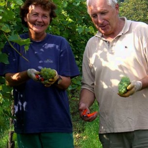 LESEHELFER, bei der Ernte zum 1.Wein des Jahres, unserer STEINER FREIHEIT, neue Erfahrungen.
