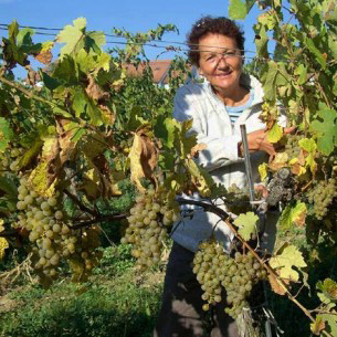 Kellermeisterin Hedi, ist erfreut über vollreife u. reichlichen Traubenertrag