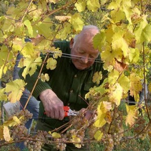 Stifts Kanoniker Pfarrer Dr. Erich TISCHLER, einmal nicht Brevier beten, sondern Trauben lesen, was für ein Tag und welch schöne Erfahrung mit der Schöpfung Gottes.