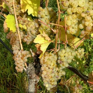 Eine Pracht vor Augen, wie soll man dem Gaumen das sagen, ab und zu kosten, kosten u. kosten