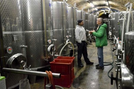 Auch bei den GÄR-STAHLTANKS ist alles vorbereitet, 550 HL. Gesamt (Tank’s, Steinzeug u. Holz)