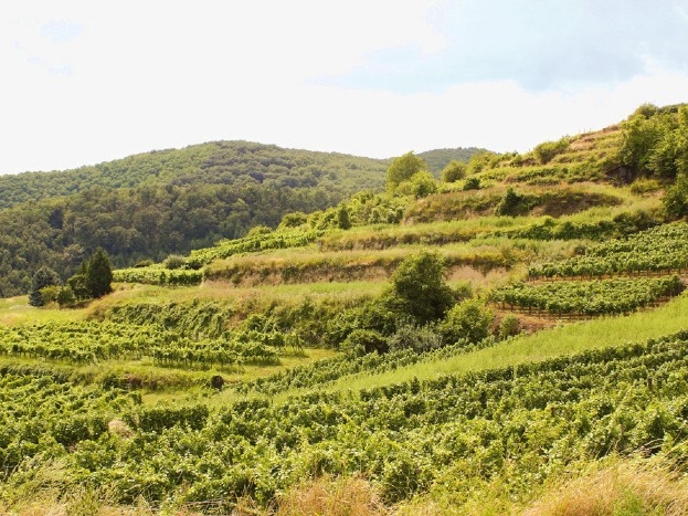 Unser Weingarten © Stift Mattsee