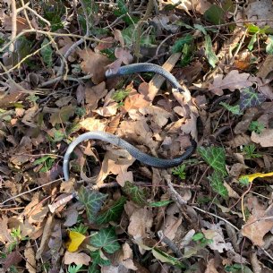 Müll sammeln 2024 © ML