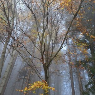 Buchbergmesse 2024 © Pfarre Mattsee-M.Löffelberger